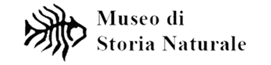 Museo Civico di Verona